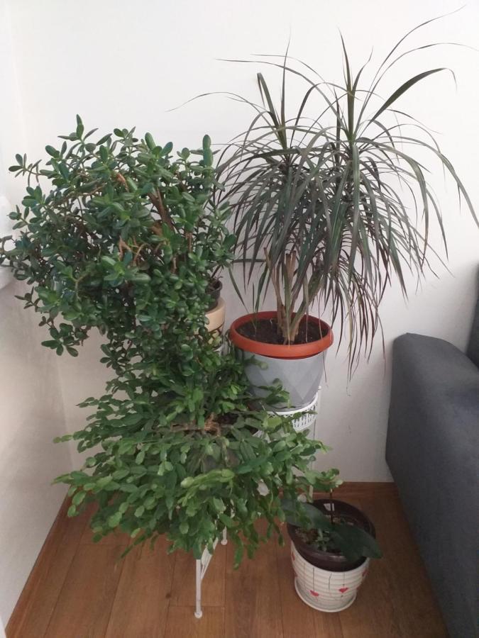 Trosoban Apartman Sarajevo, Ilidza Centar 外观 照片